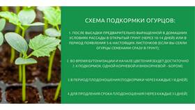 Как правильно использовать удобрения в Пижама Пати